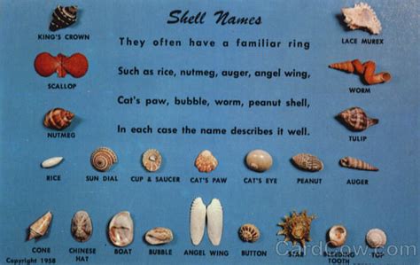 Find out how to tell for sure and how to treat them is she does. Beach Stuff +1: Shell Names 6 vintage unused postcards
