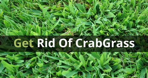 How To Get Rid Of Crabgrass In Lawn While Its Easy To Kill Crabgrass