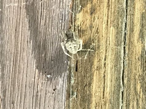 Spiders In Kansas Species And Pictures