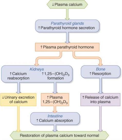 Hormonal Control Of Calcium And Phosphate Metabolism And The Physiology