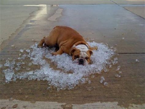 Sure, southerners are accustomed to heat. you know its hot outside when, funny pictures (20) - Dump ...