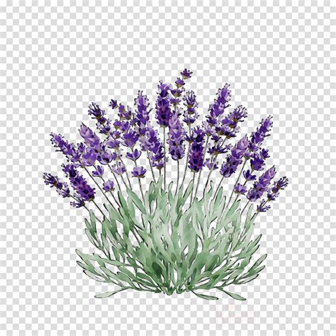 Lavender Clipart Lavender Plant Lavender Lavender Plant Transparent