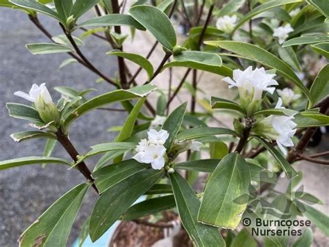 Daphne White Queen From Burncoose Nurseries