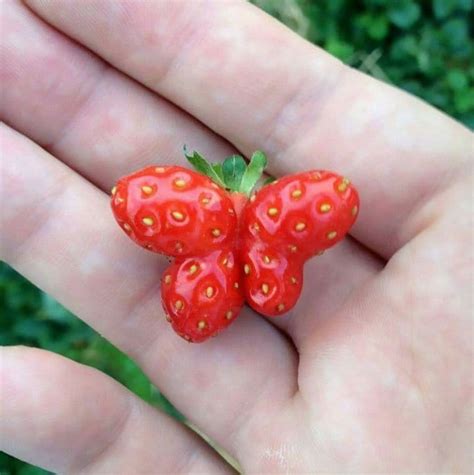 These Oddly Shaped Fruits And Vegetables Will Make You Do A Double Take