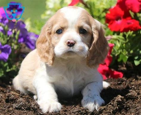 Cocker spaniel puppies like to exercise with their owners, making this a good breed for active adults. Cocker Spaniel Puppies For Sale | Puppy Adoption ...