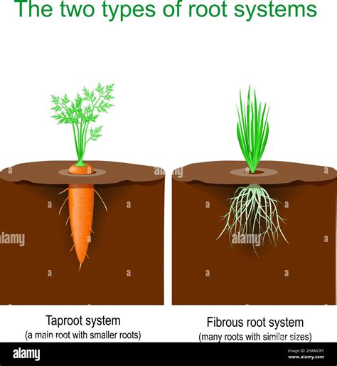 Carrot Root System Stock Vector Images Alamy