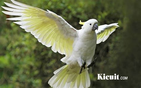 Burung kakak tua the cockatoo ~an indonesian folk song. Download Suara Burung Kakak Tua - KICUIT.com