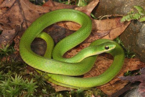 12 Species Of Green Snakes In North Carolina Wildlife Informer