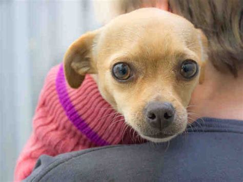 Donate to a santa rosa food pantry today! Chihuahua dog for Adoption in Santa Rosa, CA. ADN-765204 ...