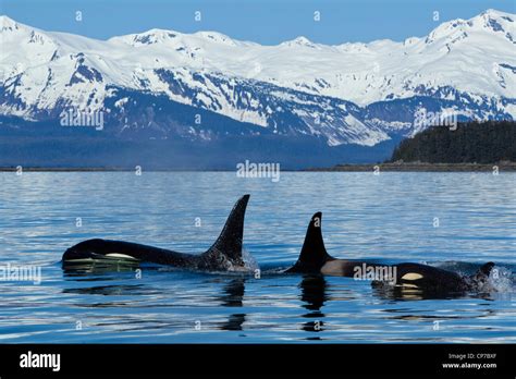 Killer Whales Hi Res Stock Photography And Images Alamy