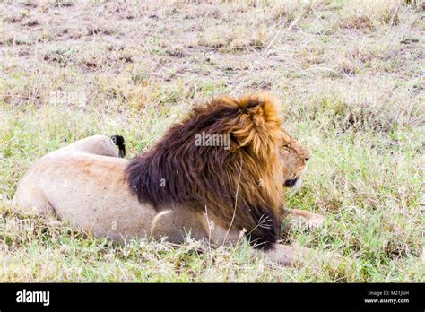 Male East African Lion Panthera Leo Melanochaita Species In The