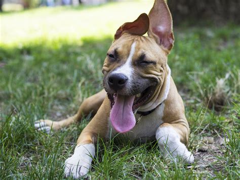 Keeping Your Dog Healthy And Well Behaved Makes For A Happy Pet Owner