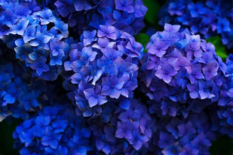 Free Images Flower Petal Blue Flora Hydrangea Botanical