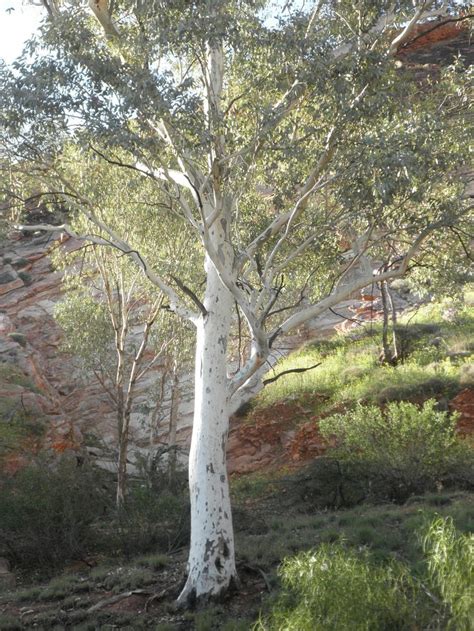 Ghost Gums Also White Gums Of Central Australia Taken At Alice Springs