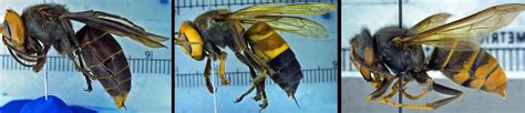 Northern Giant Hornet Common Name Toolkit Entomological Society Of
