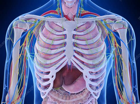 Manubrium of sternum, the first pair of ribs, and the. Thorax anatomy, illustration - Stock Image - F029/5344 ...
