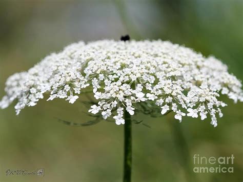 Wildflower Named Queen Annes Lace Photograph By J Mccombie Fine Art