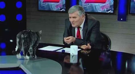 VIDEO Cat Interrupts Live Political TV Show In Roya News