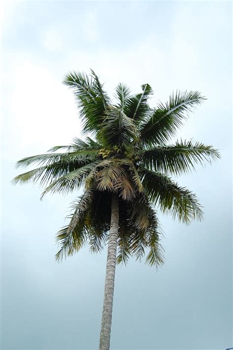 Coconut Tree Free Photo Download Freeimages