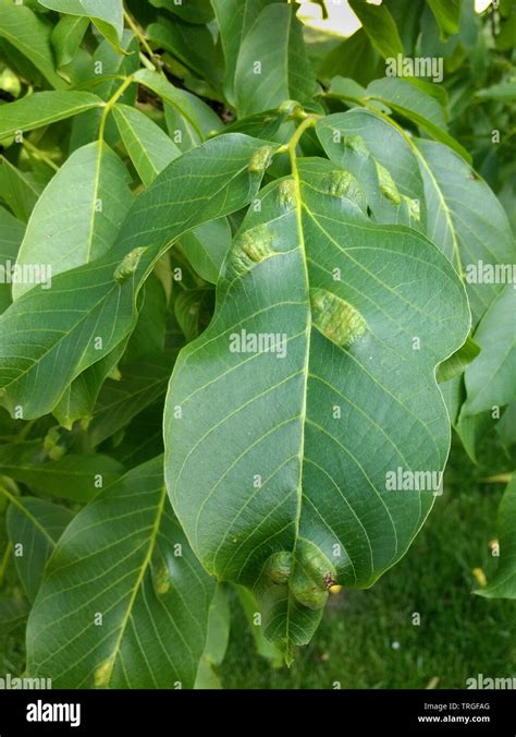 Bumps On The Leaves Of A Walnut Tree Caused By Walnut Blister Mites