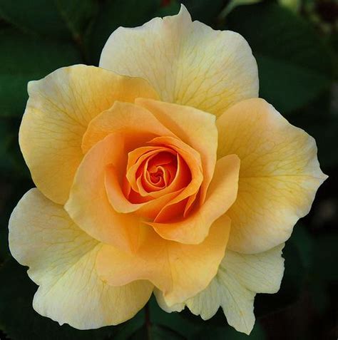 Where the rio grande is flowing. yellow rose of Texas | Rose flower, Yellow roses, Pretty ...