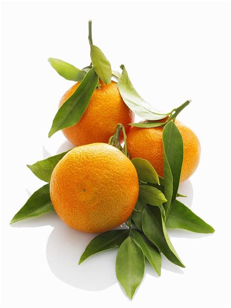 Three Mandarin Oranges With Leaves License Images 358116 Stockfood