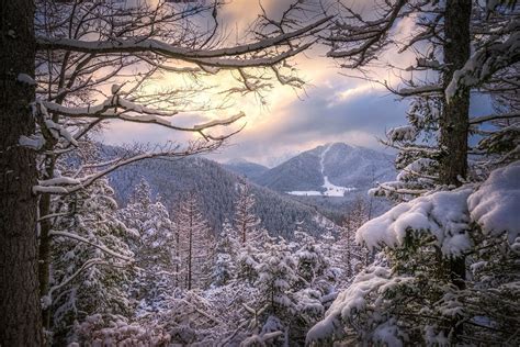 4554931 Nature Snow Trees Sun Rays White Cold Forest Landscape