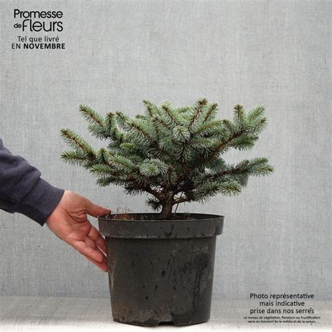 Picea Pungens Glauca Globosa Epicea Ou Sapin Bleu Nain Incontournable