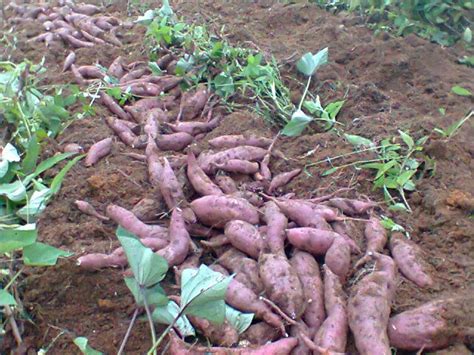 Cara Menanam How To Grow Sweet Potatoes