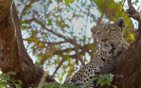 Cheetah Lying In A Tree Bing Theme Wallpaper Preview