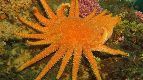 Sunflower Sea Stars Declared Critically Endangered On West Coast Opb