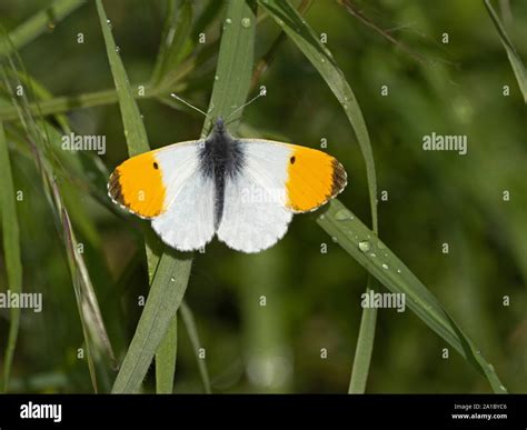 Orange Tip Butterfly Anthocharis Cardamines Norfolk Spring Stock Photo