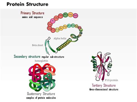 0914 Protein Structure Medical Images For PowerPoint PowerPoint