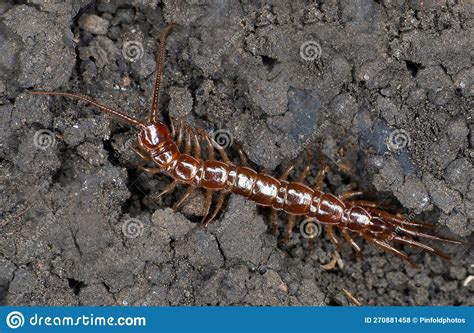 Brown Centipede Lithobius Species Macro Stock Photo Image Of Legs