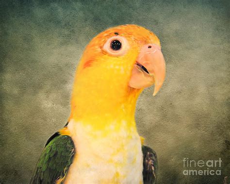 White Bellied Caique Parrot Photograph By Jai Johnson