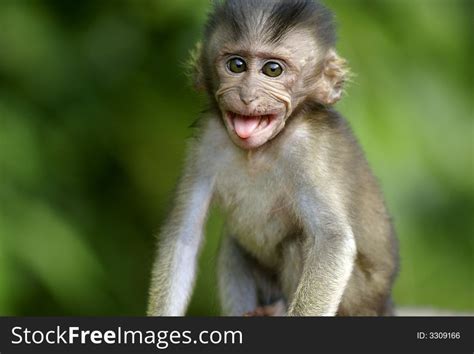 Monkey Sticking Out Tongue Free Stock Images And Photos 3309166