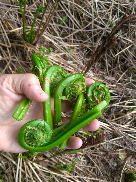 How To Find Fiddleheads For Next Years Harvest My Mainely Girl