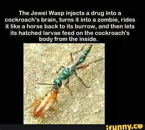 The Jewel Wasp Injects A Drug Into A Cockroachs Brain Lurns It Into A