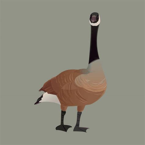 Best Canada Goose Illustrations Royalty Free Vector Graphics And Clip
