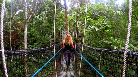 Pictures of tropical rainforest plants, including the amazon rainforest. Amazon Rainforest Canopy Walk at Sacha Lodge - YouTube