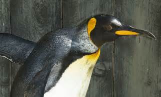 Happy Birthday Old Bird Worlds Oldest Penguin Turns 36 Thats 108
