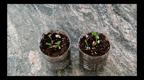How To Grow A Lemon Tree From Seed 1st Update 2 Weeks Youtube
