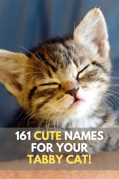 Looking For Inspiration In Naming Your Female Tabby Cat Check Out Our