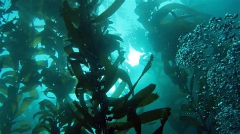 Kelp Forests Thrive In Californias Underwater Parks
