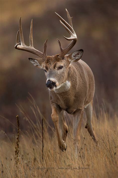 Late Buck Hunting Season To End As Whitetail Rut Peaks The Spokesman