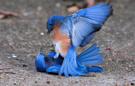 Bluebirds Fighting 011020164378 Photograph By Wildbird Photographs Pixels