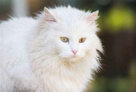 White Cat Breeds Short Hair