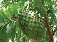 From professional translators, enterprises, web pages and freely available translation repositories. Anim Agro Technology: DURIAN BELANDA - KHASIAT HEBATNYA