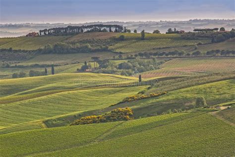 The Rolling Hills And Green Fields At Sunrise In Tuscany Stock Image