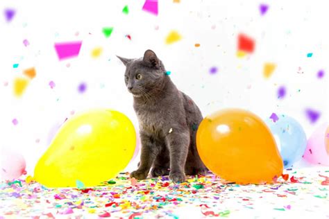 Why Are Cats Afraid Of Balloons